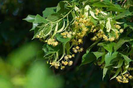 blossoming linden tree in summerの写真素材