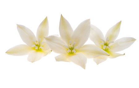 yucca flower isolated on white backgroundの写真素材