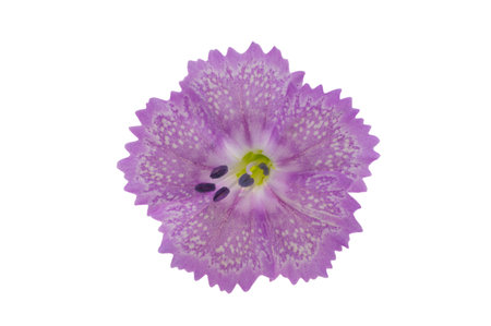 perennial carnation isolated on white backgroundの写真素材