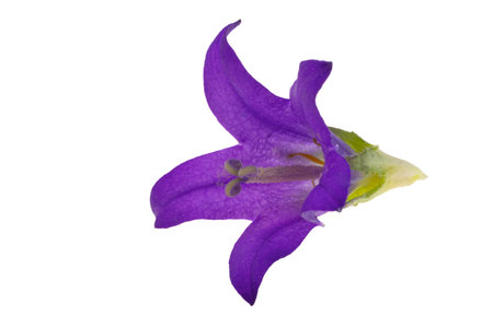 Campanula flower isolated on white backgroundの写真素材