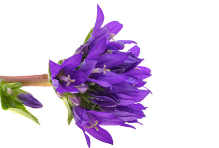 Campanula flower isolated on white backgroundの写真素材