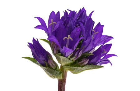 Campanula flower isolated on white backgroundの写真素材