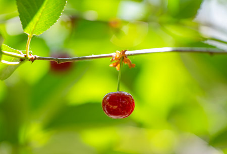 cherry berries on a treeの写真素材