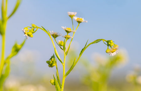 white flowers in the summer meadow
