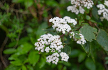 white flowers in the summer meadow