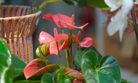 red anthurium flower in store