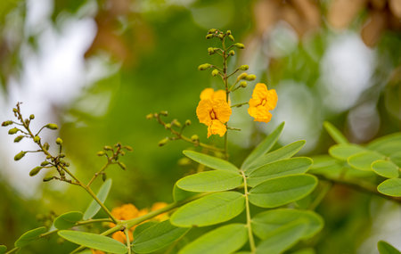 Senna hebecarpa in Madeiraの写真素材