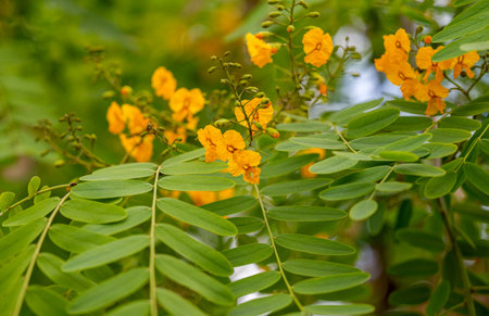 Senna hebecarpa in Madeiraの写真素材