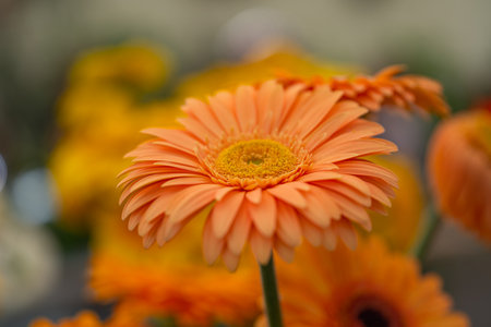 gerbera flowers at a flower showの素材