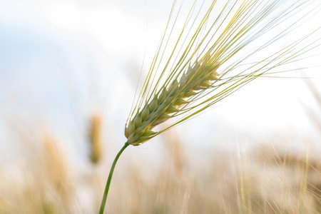 wheat in the field on a sunny dayの素材