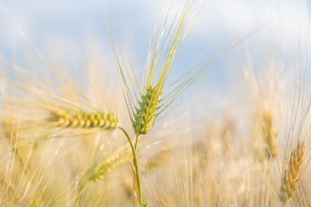 wheat in the field on a sunny dayの素材
