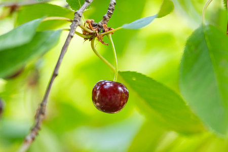 cherry berries on a tree in summerの素材