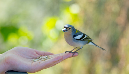 finch bird in madeira islandの素材