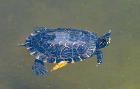 turtle in the pond in the parkの素材