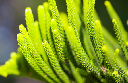 norfolk pine close-up on a sunny dayの素材