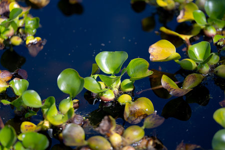 eichornia, water hyacinth close-upの素材