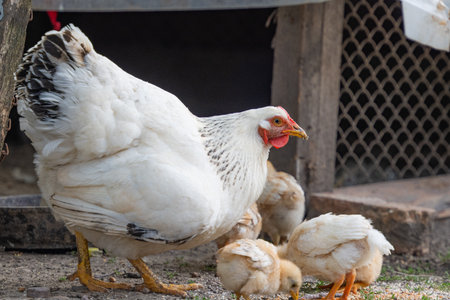 hen with chickens on the farmの素材