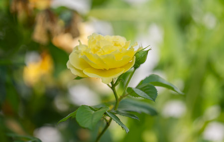 yellow rose close-up on a flower bedの素材