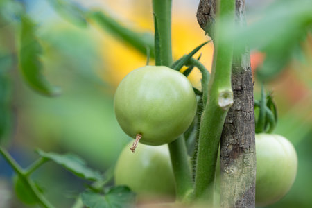 green tomatoes close-up in the vegetable gardenの素材