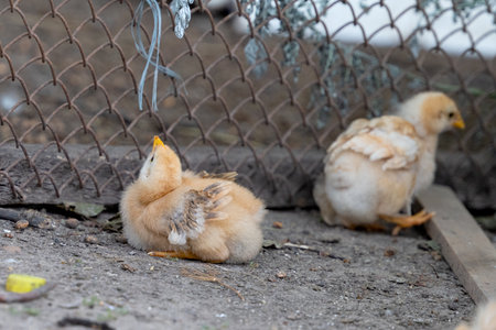 little chickens on the farmの素材