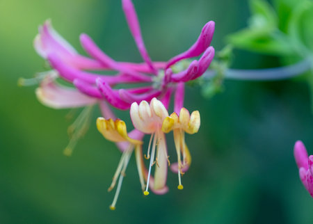 blooming honeysuckle close up in summerの素材