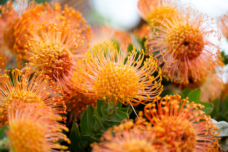 beautiful leucospermum flowers close upの素材