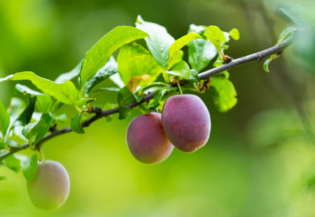plum trees growing on a treeの素材