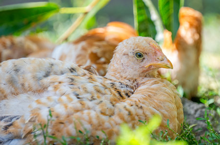 young chicken on the farmの素材