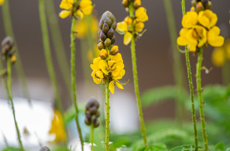 yellow flowers of senna artiopathus in a flower bedの素材