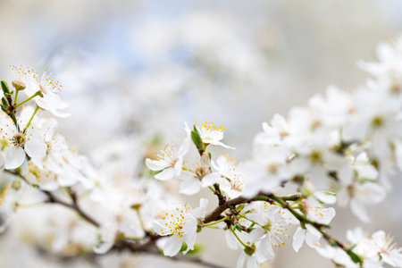 landscape of cherry blossoms in springの写真素材