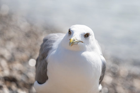 sea gull close up, macroの写真素材