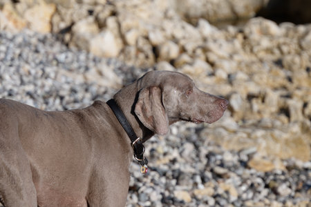 dog playing on the beach