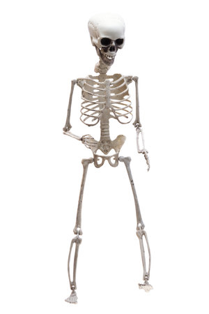 skeleton isolated on white background