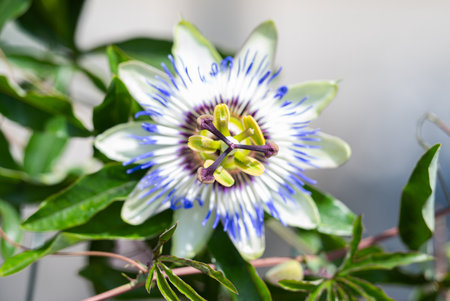 beautiful passion flower close up