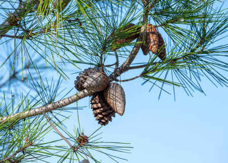 pine cones on pine branchesの写真素材