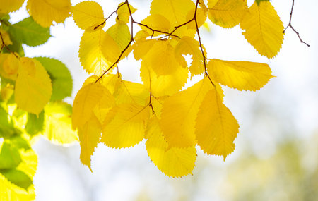 first autumn leaves on a sunny dayの写真素材