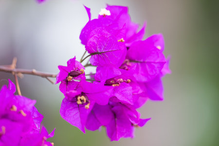 background of Bougainvillea lilac close-up