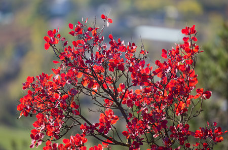 background of red leaves on a sunny day in autumn