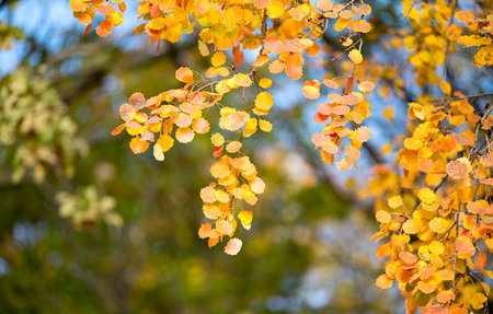 background of yellow leaves on a sunny day in autumn
