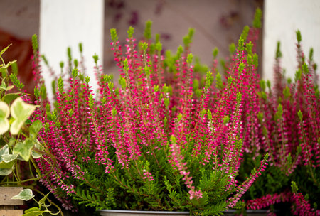 background of beautiful heather flowersの写真素材