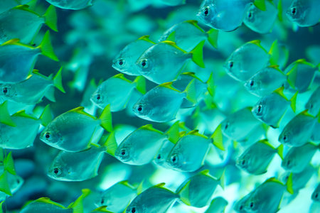 fish in an aquarium close-up
