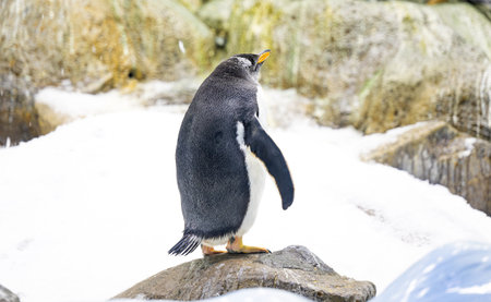 penguins in the park close upの写真素材