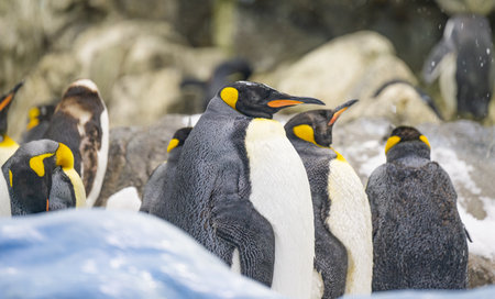 penguins in the park close upの写真素材