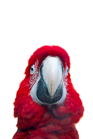 beautiful parrot isolated on white backgroundの写真素材