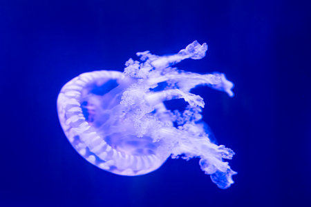 beautiful jellyfish on a dark backgroundの写真素材