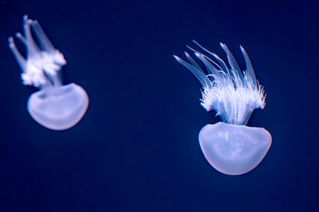 beautiful jellyfish on a dark background