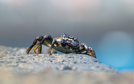 Atlantic red crab close up