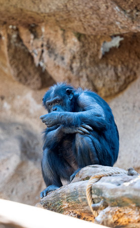 black monkey in the parkの写真素材