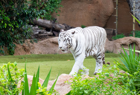 white tiger in the parkの写真素材
