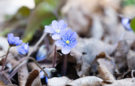 Hepatica Nobilis â the first spring flower to bloom in the forestの写真素材